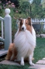 North Shore Lassie 